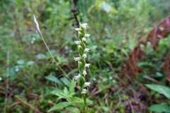 Spiranthes casei novaescotiae