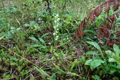 Spiranthes casei novaescotiae