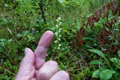 Spiranthes casei novaescotiae