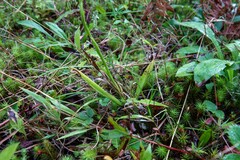 Spiranthes casei novaescotiae