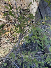 Frangula californica