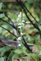Spiranthes casei