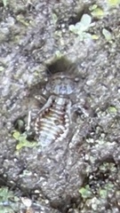 Psocidae