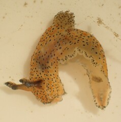 Polycera fujitai