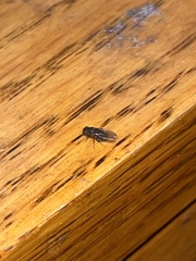 Drosophilidae