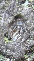 Psocidae