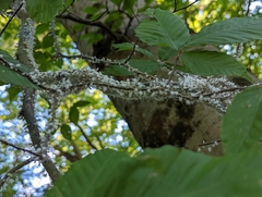 Grylloprociphilus imbricator