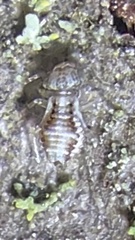 Psocidae