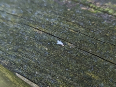 Grylloprociphilus imbricator