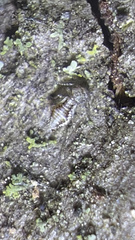Psocidae