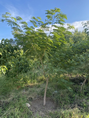 Enterolobium cyclocarpum - Whole tree