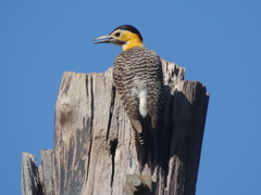 Colaptes campestris campestroides