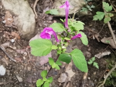 Scutellaria seleriana