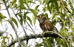 Glaucidium brasilianum