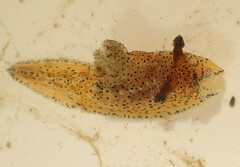 Polycera fujitai