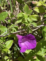 Ipomoea plummerae