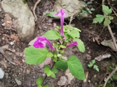 Scutellaria seleriana