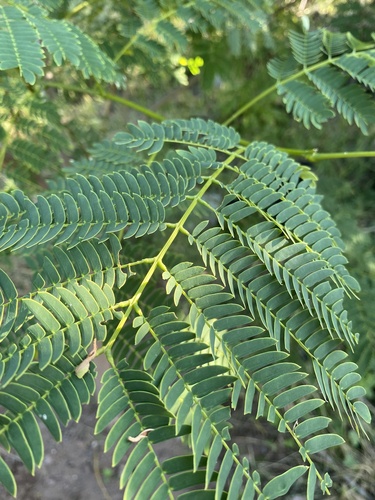 Enterolobium cyclocarpum - Leaves