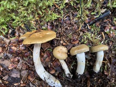 Cortinarius subtortus