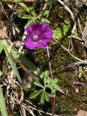 Ipomoea plummerae