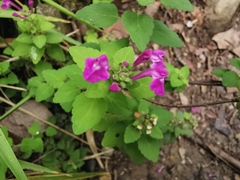 Scutellaria seleriana