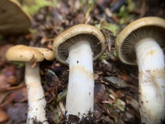 Cortinarius subtortus