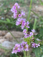Lespedeza violacea