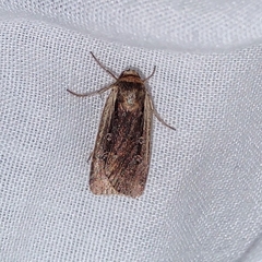 Ochropleura implecta