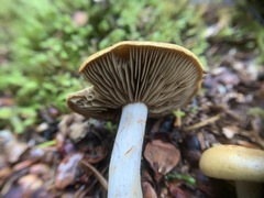 Cortinarius subtortus