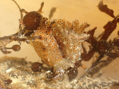 Polycera fujitai