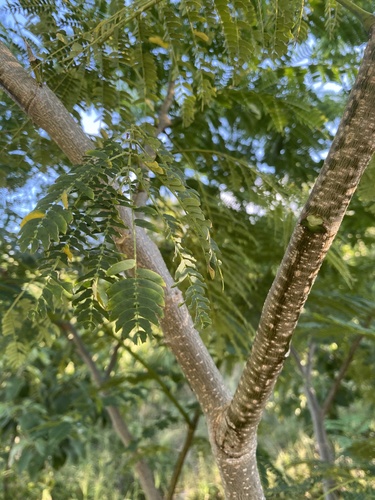 Enterolobium cyclocarpum - Leaves
