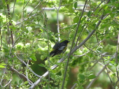 Setophaga coronata auduboni