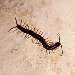 Scolopendromorpha
