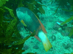 Notolabrus gymnogenis