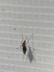 Culicinae