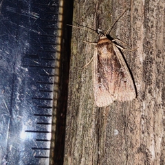 Ochropleura implecta