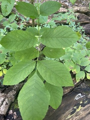Fraxinus pennsylvanica