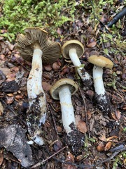 Cortinarius subtortus