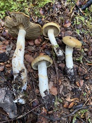 Cortinarius subtortus