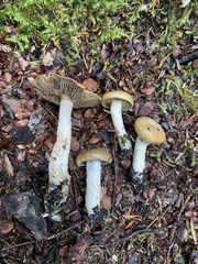 Cortinarius subtortus