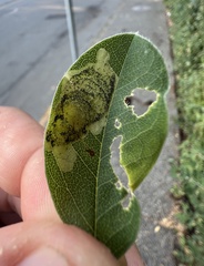 Leucoptera laburnella