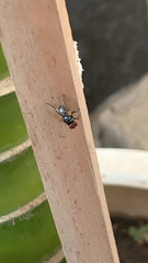 Chrysomya megacephala