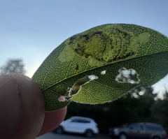 Leucoptera laburnella