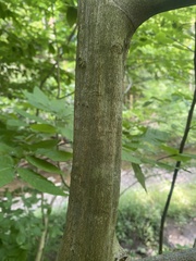 Carpinus caroliniana