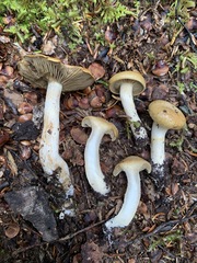 Cortinarius subtortus