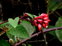 Cestrum fasciculatum