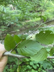 Carpinus caroliniana