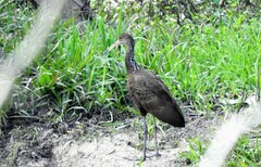 Aramus guarauna