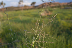 Sporobolus cryptandrus