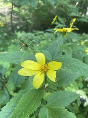 Helianthus decapetalus